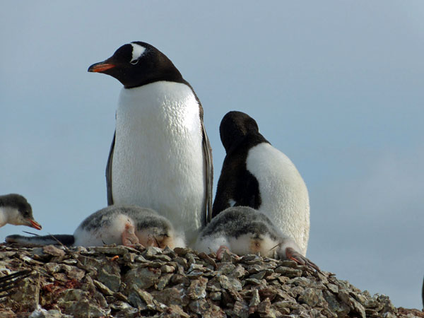gentoo pingviner
